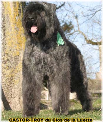bouvier des flandres du clos de la luette - copyright d&eacute;pos&eacute;